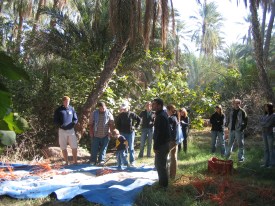 Students watching dates being collected in Tozeur oasis