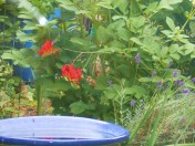 Hummingbird in Corvallis Oregon